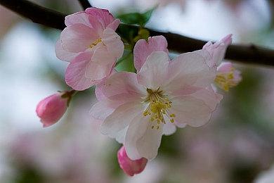 比亚迪也要造人形机器人 全球招聘具身智能人才